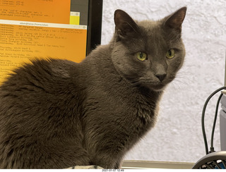 my three cats Max, Devin, and Jane