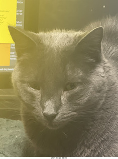 my house - my cats Max, Devin, and Jane