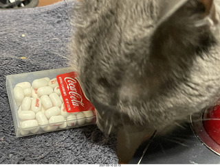 my house - my cats Max, Devin, and Jane