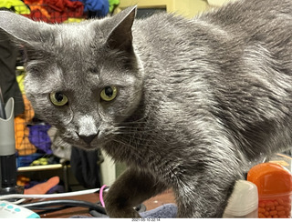 my house - my cats Max, Devin, and Jane