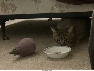 45 a14. cat Potato hiding under the bed at Cat Camp