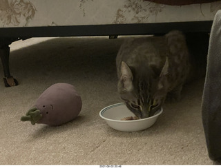 46 a14. cat Potato hiding under the bed at Cat Camp