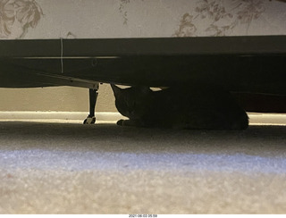 49 a14. cat Potato hiding under the bed at Cat camp