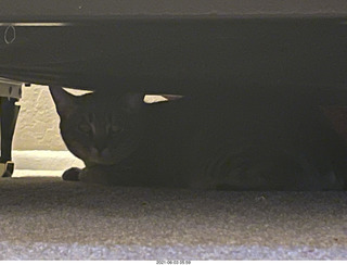 51 a14. cat Potato hiding under the bed at Cat camp