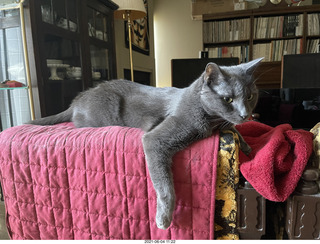 my cats Jane, Devin, and Max