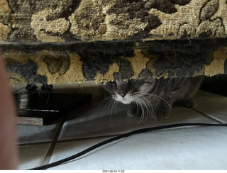 56 a14. cat Potato hiding under chair at Cat Camp