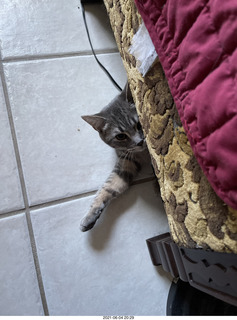 59 a14. cat Potato hiding under chair at Cat Camp