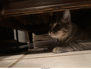 64 a14. cat Potato hiding under chair at Cat Camp