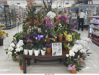 orchids at the supermarket