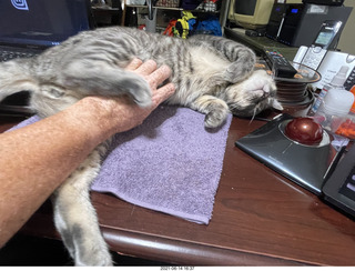 137 a14. cat Potato belly rub