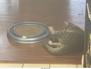 Jay and Julia Billings and cat Potato