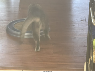 Jay and Julia Billings and cat Potato