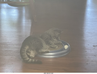 Jay and Julia Billings and cat Potato