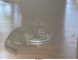 cat Potato and ball toy