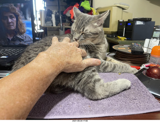 cat Potato and my hand