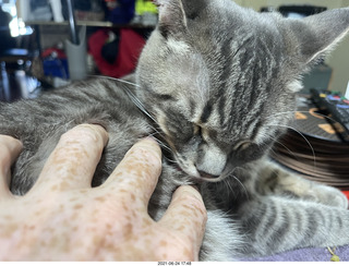 cat Potato and my hand