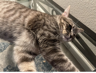 cat Potato and ball toy