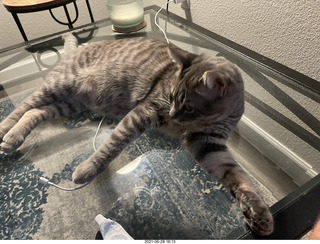 cat Potato and ball toy