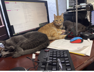 927 a15. my cats Jane, Max, and Devin on my desk