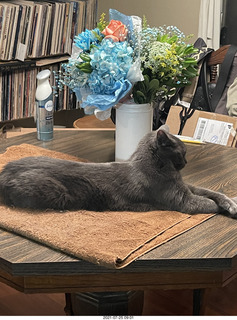 my cat Jane in the window