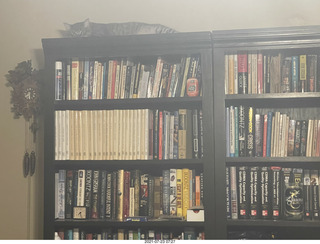 cat Potato atop my bookshelves