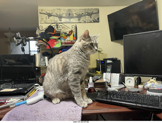 cat Potato on my desk