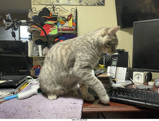 cat Potato on the glass table