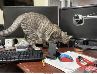 cat Potato on the glass table