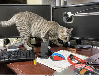 cat Potato on my desk