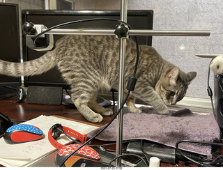 cat Potato on my desk