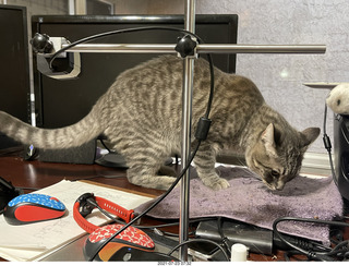 cat Potato atop my bookshelves