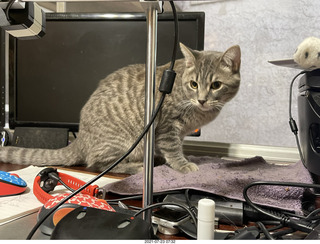 cat Potato on my desk