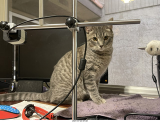 cat Potato on my desk