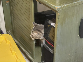 cat Potato in my computer cabinet