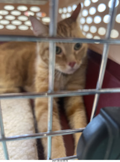 940 a15. my cat Max going to the vet