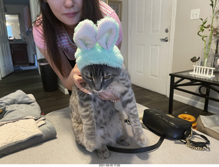 cat Potato on my desk