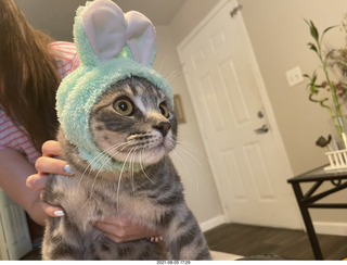 cat Potato in my computer cabinet