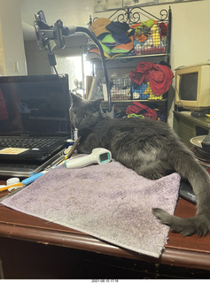 my tv room + my cat Jane