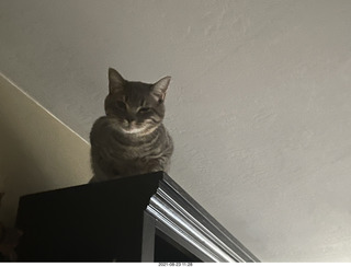 cat Potato atop my bookshelves