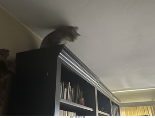 cat Potato atop my bookshelves
