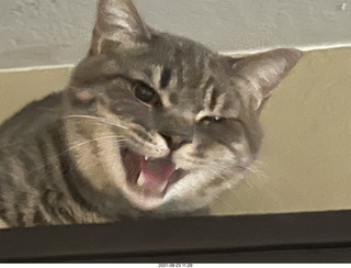cat Potato atop my bookshelves - hiss