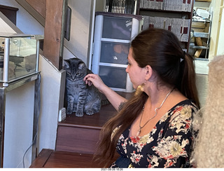 cat Potato atop my bookshelves