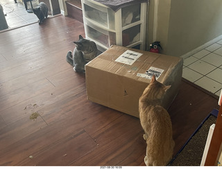 981 a16. cats Potato and Max inspect a new box