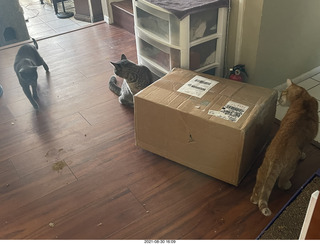 983 a16. cats Potato and Max inspect a new box with cat Devin