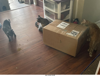 984 a16. cats Potato and Max inspect a new box with cat Devin