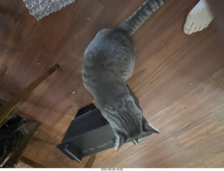 cat Potato inspecting Ealge 11 amplifier