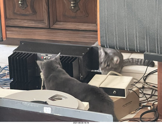 cat Potato inspecting Ealge 11 amplifier with cat Devin