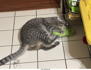 cat Potato assaulting my socks