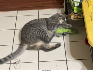 cat Potato inspecting Ealge 11 amplifier
