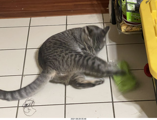 cat Potato assaulting my socks